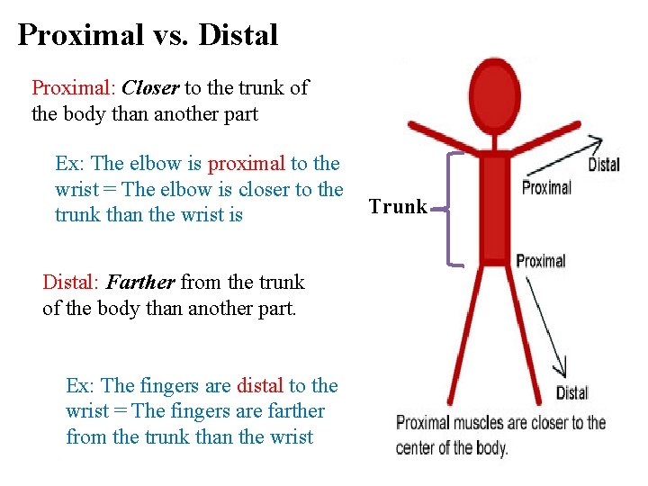 Proximal vs. Distal Proximal: Closer to the trunk of the body than another part