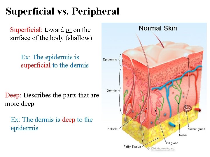 Superficial vs. Peripheral Superficial: toward or on the surface of the body (shallow) Ex: