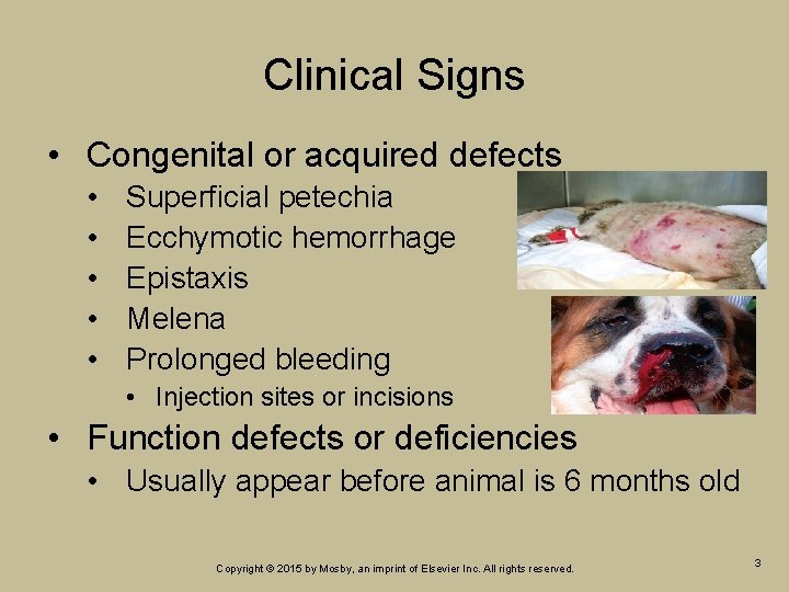 Clinical Signs • Congenital or acquired defects • • • Superficial petechia Ecchymotic hemorrhage