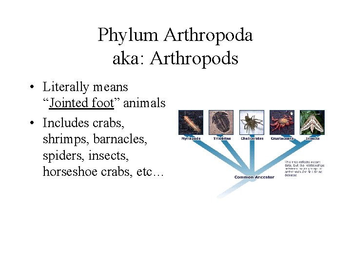 Phylum Arthropoda aka: Arthropods • Literally means “Jointed foot” animals • Includes crabs, shrimps, Phylum Arthropoda aka: Arthropods • Literally means “Jointed foot” animals • Includes crabs, shrimps,