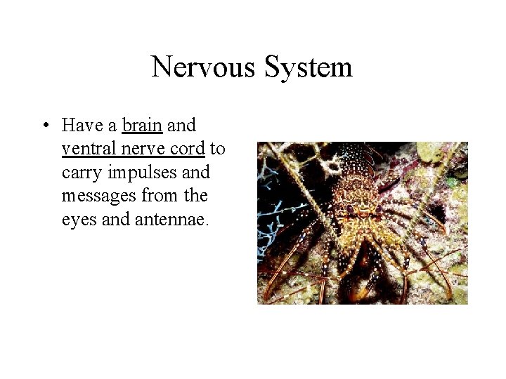 Nervous System • Have a brain and ventral nerve cord to carry impulses and Nervous System • Have a brain and ventral nerve cord to carry impulses and
