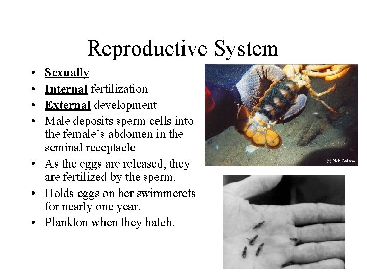 Reproductive System • • Sexually Internal fertilization External development Male deposits sperm cells into Reproductive System • • Sexually Internal fertilization External development Male deposits sperm cells into