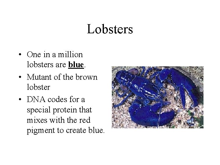 Lobsters • One in a million lobsters are blue. • Mutant of the brown Lobsters • One in a million lobsters are blue. • Mutant of the brown