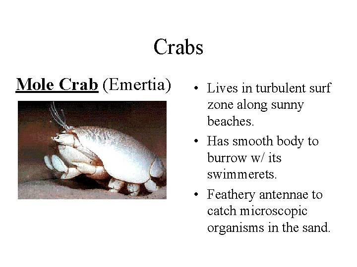 Crabs Mole Crab (Emertia) • Lives in turbulent surf zone along sunny beaches. • Crabs Mole Crab (Emertia) • Lives in turbulent surf zone along sunny beaches. •