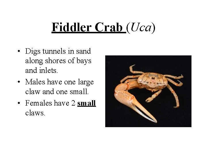 Fiddler Crab (Uca) • Digs tunnels in sand along shores of bays and inlets. Fiddler Crab (Uca) • Digs tunnels in sand along shores of bays and inlets.