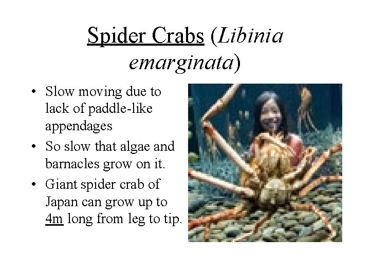 Spider Crabs (Libinia emarginata) • Slow moving due to lack of paddle-like appendages • Spider Crabs (Libinia emarginata) • Slow moving due to lack of paddle-like appendages •