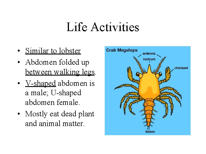 Life Activities • Similar to lobster • Abdomen folded up between walking legs. • Life Activities • Similar to lobster • Abdomen folded up between walking legs. •