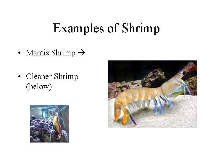 Examples of Shrimp • Mantis Shrimp • Cleaner Shrimp (below) Examples of Shrimp • Mantis Shrimp • Cleaner Shrimp (below)