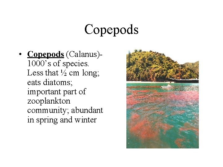 Copepods • Copepods (Calanus)1000’s of species. Less that ½ cm long; eats diatoms; important Copepods • Copepods (Calanus)1000’s of species. Less that ½ cm long; eats diatoms; important