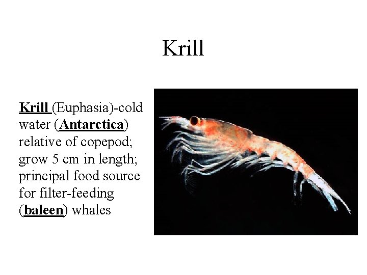 Krill (Euphasia)-cold water (Antarctica) relative of copepod; grow 5 cm in length; principal food Krill (Euphasia)-cold water (Antarctica) relative of copepod; grow 5 cm in length; principal food