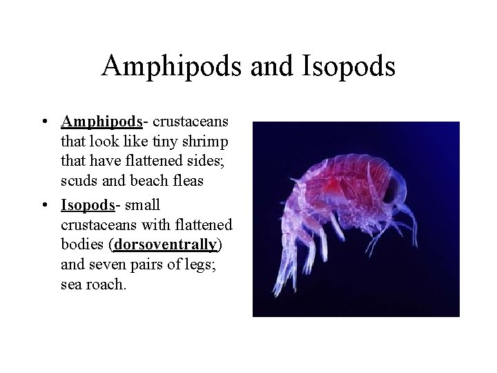 Amphipods and Isopods • Amphipods- crustaceans that look like tiny shrimp that have flattened Amphipods and Isopods • Amphipods- crustaceans that look like tiny shrimp that have flattened