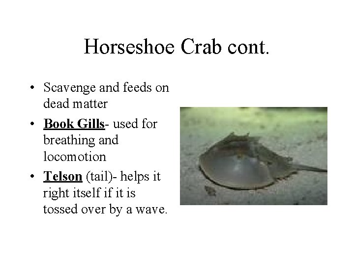 Horseshoe Crab cont. • Scavenge and feeds on dead matter • Book Gills- used Horseshoe Crab cont. • Scavenge and feeds on dead matter • Book Gills- used
