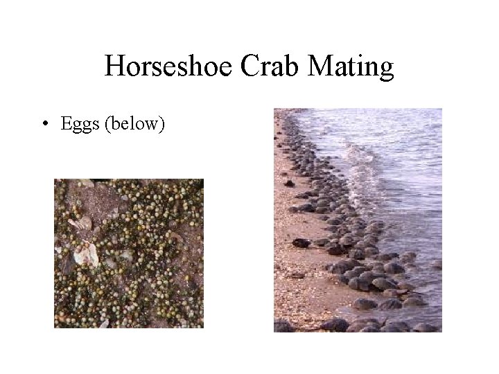 Horseshoe Crab Mating • Eggs (below) Horseshoe Crab Mating • Eggs (below)