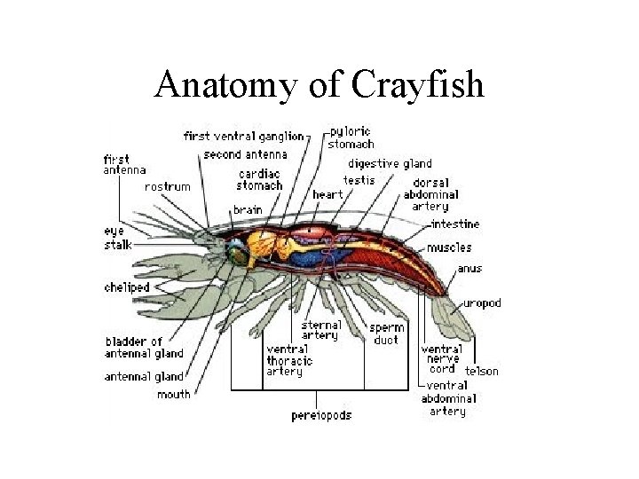 Anatomy of Crayfish Anatomy of Crayfish