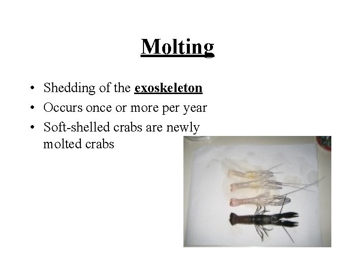 Molting • Shedding of the exoskeleton • Occurs once or more per year • Molting • Shedding of the exoskeleton • Occurs once or more per year •
