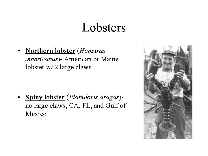 Lobsters • Northern lobster (Homarus americanus)- American or Maine lobster w/ 2 large claws Lobsters • Northern lobster (Homarus americanus)- American or Maine lobster w/ 2 large claws