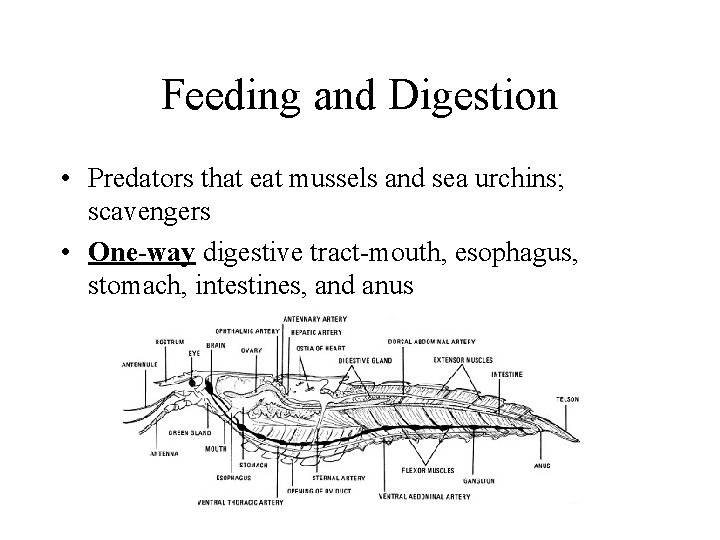 Feeding and Digestion • Predators that eat mussels and sea urchins; scavengers • One-way Feeding and Digestion • Predators that eat mussels and sea urchins; scavengers • One-way