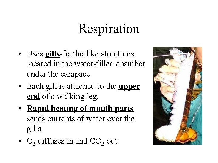 Respiration • Uses gills-featherlike structures located in the water-filled chamber under the carapace. • Respiration • Uses gills-featherlike structures located in the water-filled chamber under the carapace. •