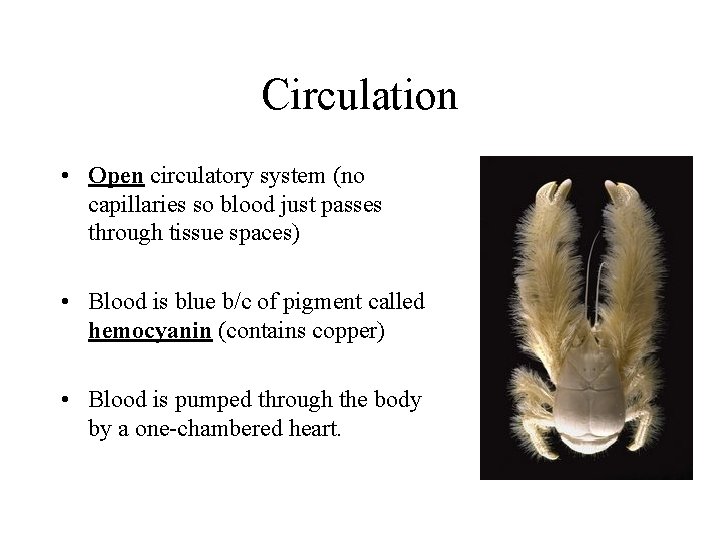 Circulation • Open circulatory system (no capillaries so blood just passes through tissue spaces) Circulation • Open circulatory system (no capillaries so blood just passes through tissue spaces)