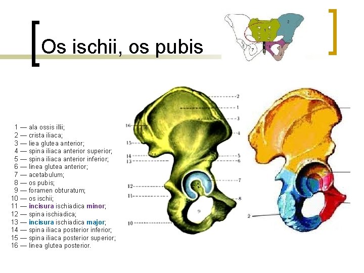 Os ischii, os pubis 1 — ala ossis illii; 2 — crista iliaca; 3