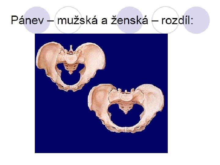 Pohlavní rozdíly 