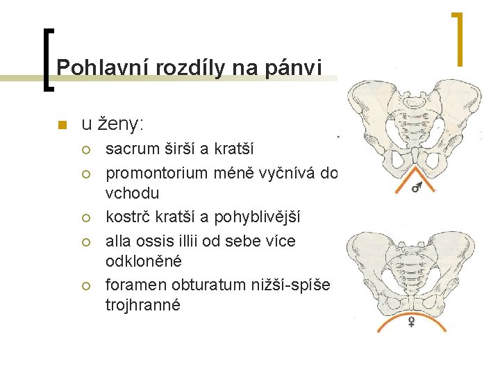 Pohlavní rozdíly na pánvi n u ženy: ¡ ¡ ¡ sacrum širší a kratší