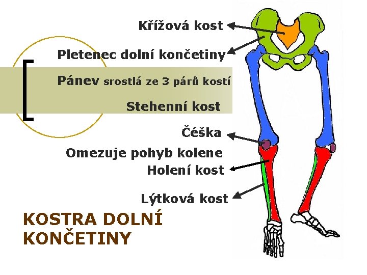 Křížová kost Pletenec dolní končetiny Pánev srostlá ze 3 párů kostí Stehenní kost Čéška