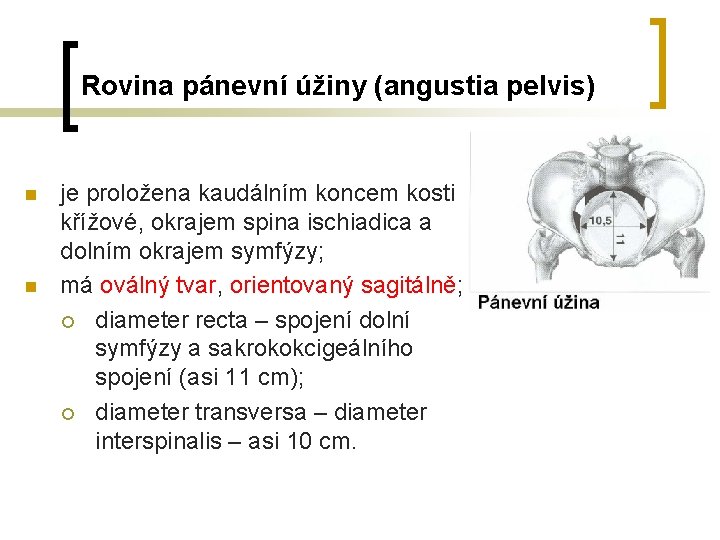 Rovina pánevní úžiny (angustia pelvis) n n je proložena kaudálním koncem kosti křížové, okrajem Rovina pánevní úžiny (angustia pelvis) n n je proložena kaudálním koncem kosti křížové, okrajem