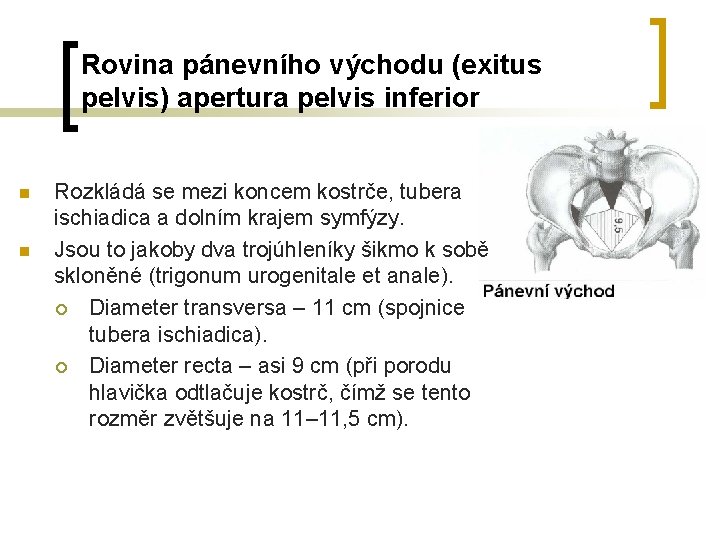 Rovina pánevního východu (exitus pelvis) apertura pelvis inferior n n Rozkládá se mezi koncem