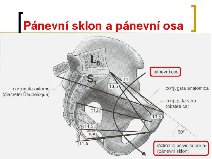 Pánevní sklon a pánevní osa Pánevní sklon a pánevní osa