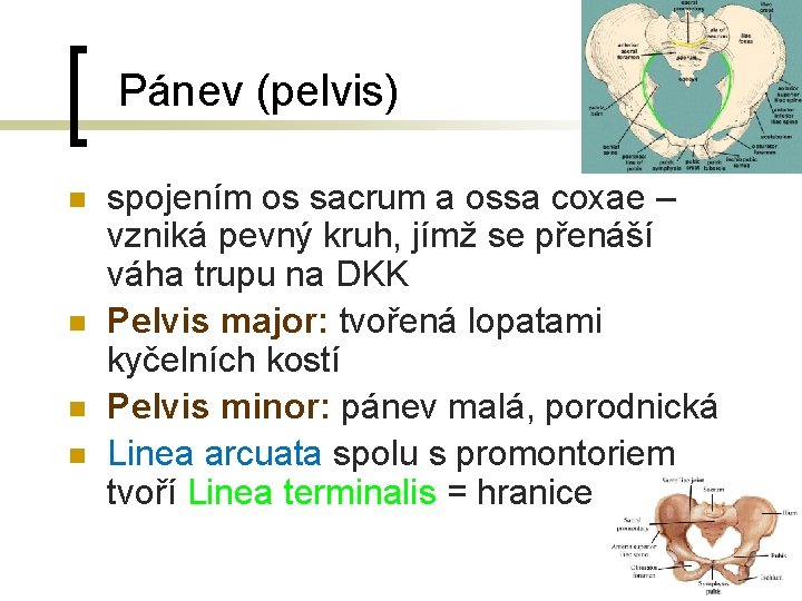  Pánev (pelvis) n n spojením os sacrum a ossa coxae – vzniká pevný