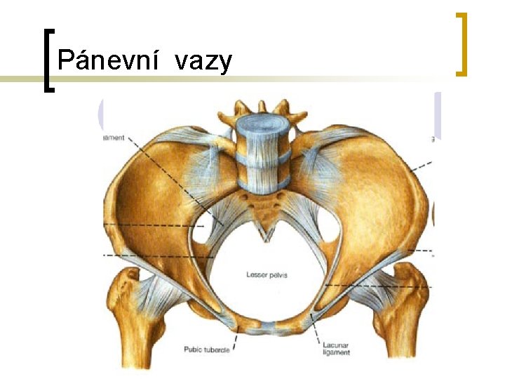 Pánevní vazy Pánevní vazy