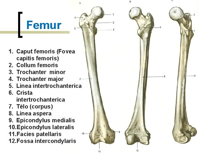 Femur 1. Caput femoris (Fovea capitis femoris) 2. Collum femoris 3. Trochanter minor 4.