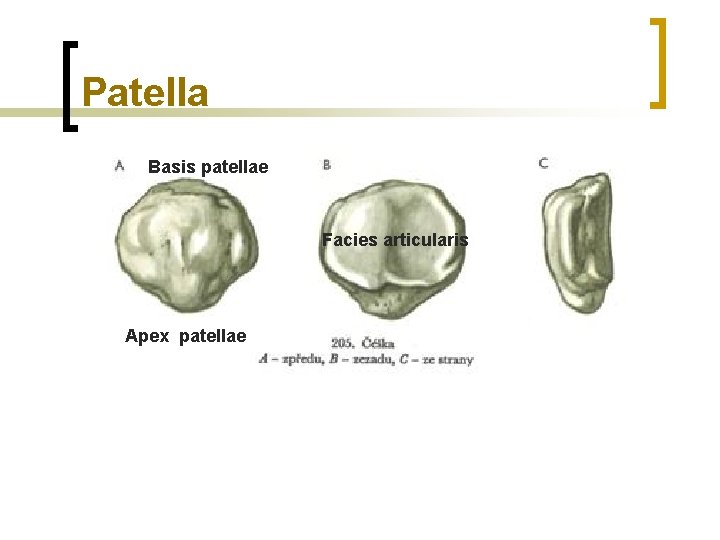 Patella Basis patellae Facies articularis Apex patellae 