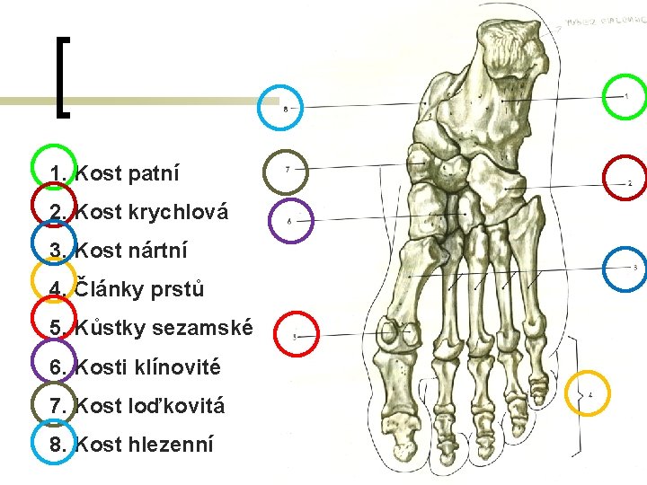 1. Kost patní 2. Kost krychlová 3. Kost nártní 4. Články prstů 5. Kůstky