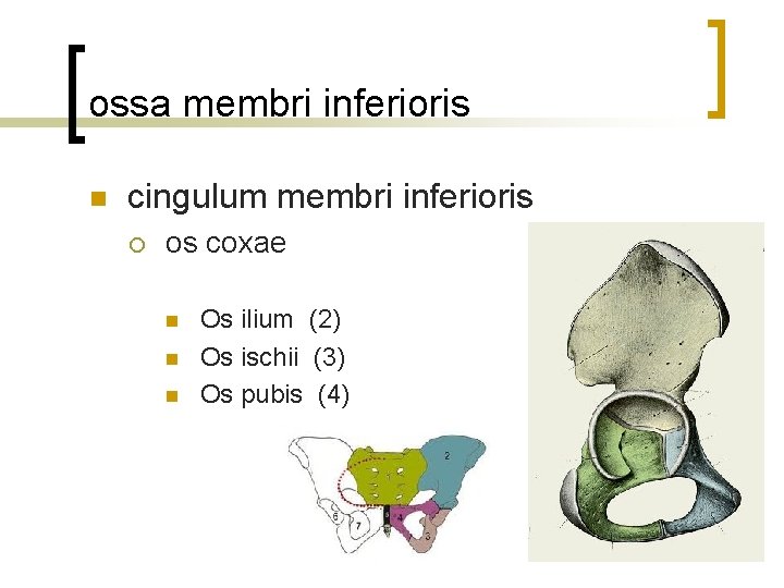 ossa membri inferioris n cingulum membri inferioris ¡ os coxae n n n Os