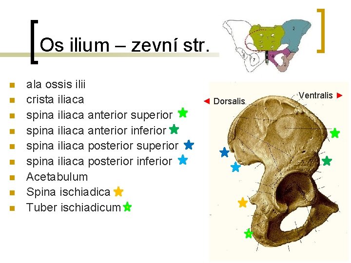 Os ilium – zevní str. n n n n n ala ossis ilii crista