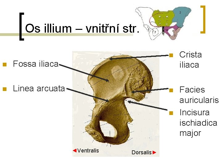Os illium – vnitřní str. n Fossa iliaca n Linea arcuata n Crista iliaca
