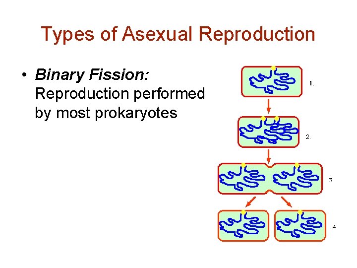 Types of Asexual Reproduction • Binary Fission: Reproduction performed by most prokaryotes 