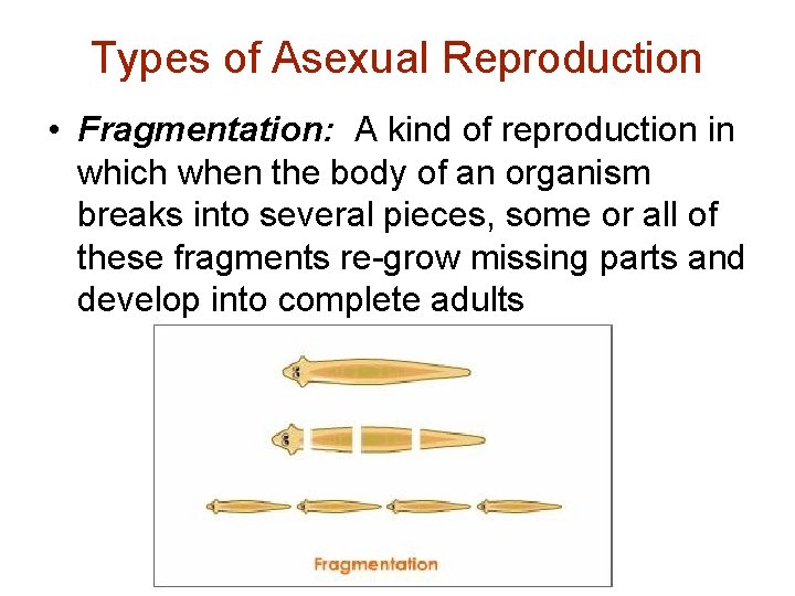 Types of Asexual Reproduction • Fragmentation: A kind of reproduction in which when the