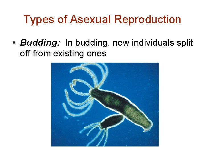 Types of Asexual Reproduction • Budding: In budding, new individuals split off from existing