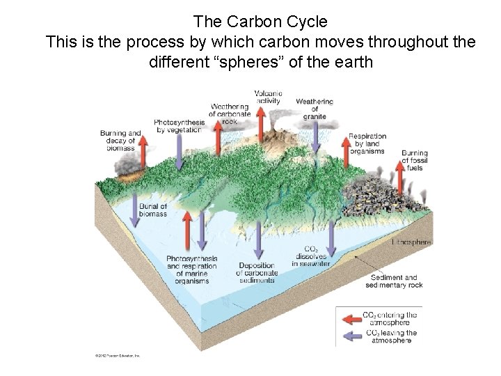 The Carbon Cycle This is the process by which carbon moves throughout the different