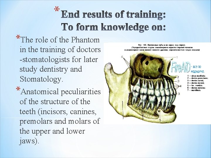 * *The role of the Phantom in the training of doctors -stomatologists for later