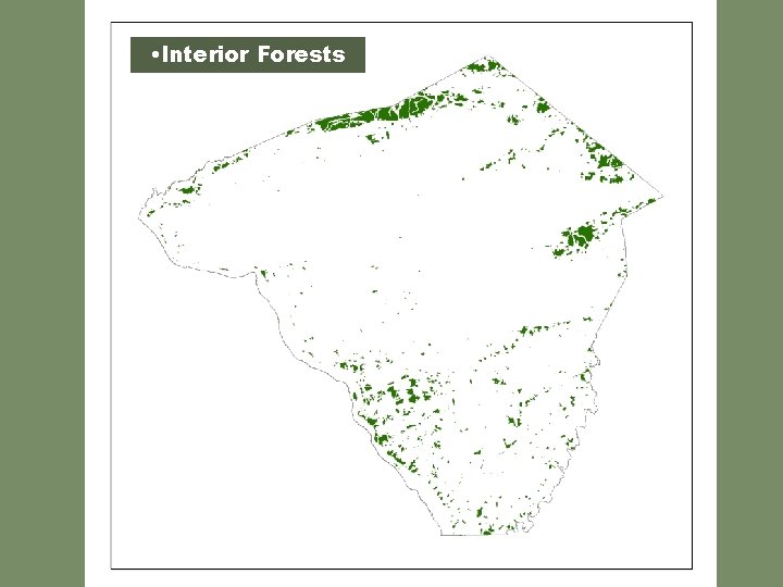  • Interior Forests 