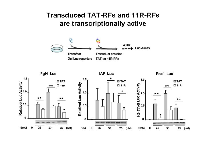 Transduced TAT-RFs and 11 R-RFs are transcriptionally active 