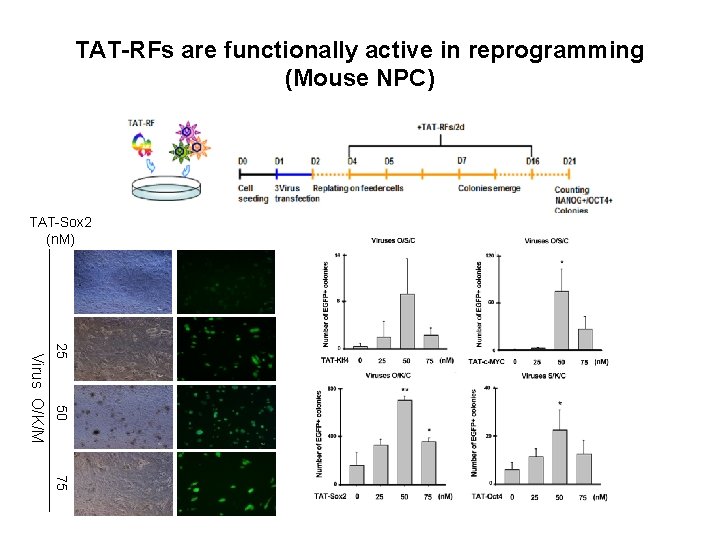 TAT-RFs are functionally active in reprogramming (Mouse NPC) TAT-Sox 2 (n. M) 25 50