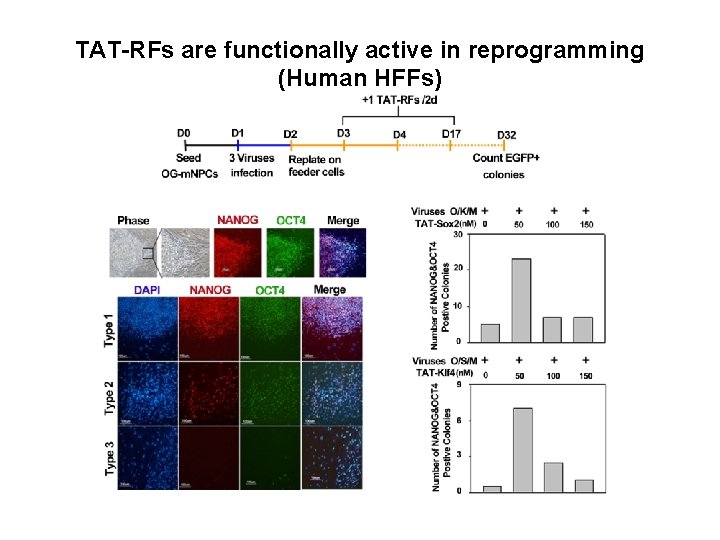 TAT-RFs are functionally active in reprogramming (Human HFFs) 