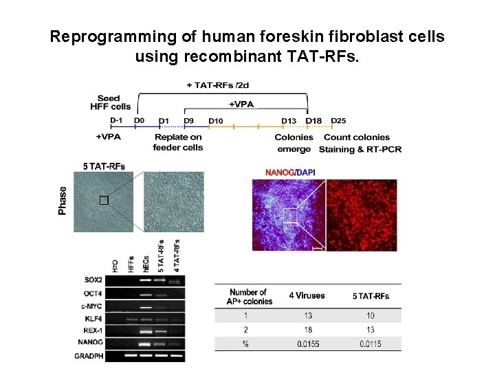 Reprogramming of human foreskin fibroblast cells using recombinant TAT-RFs. 