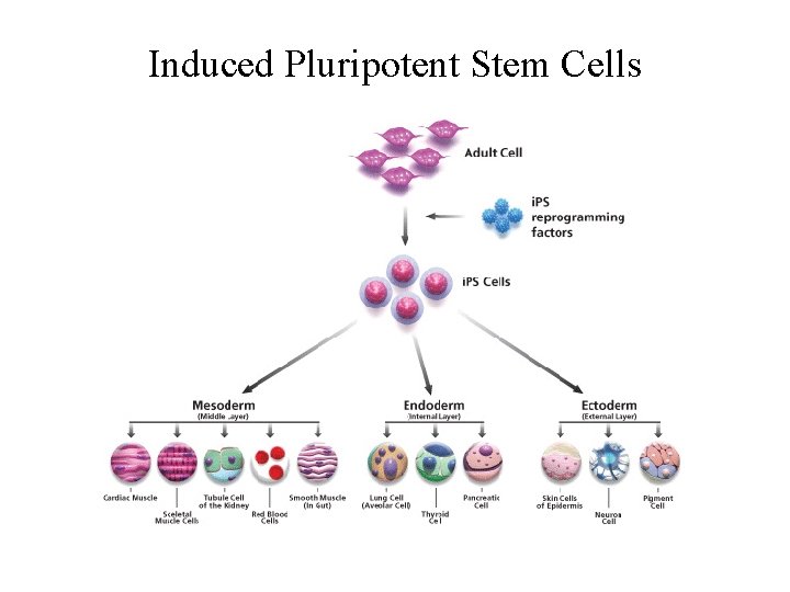 Induced Pluripotent Stem Cells 