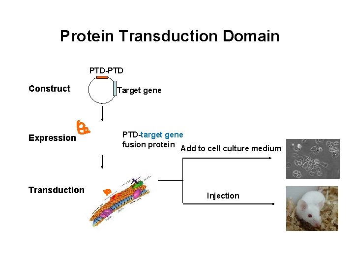 Protein Transduction Domain PTD-PTD Construct Expression Transduction Target gene PTD-target gene fusion protein Add